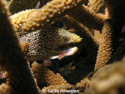 Found this little Moray looking a little worse for wear h... by Garth Haselden 